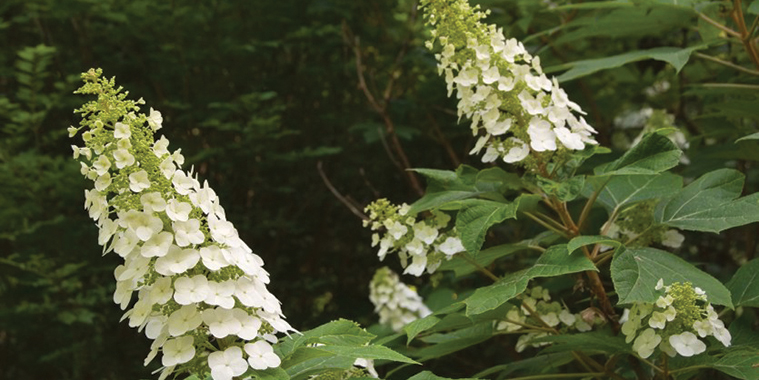 08-Oak-Leaf-Hydrangea.jpg (229 KB)